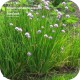 Kruidenplantjes